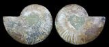 Polished Ammonite Pair - Agatized #64841-1